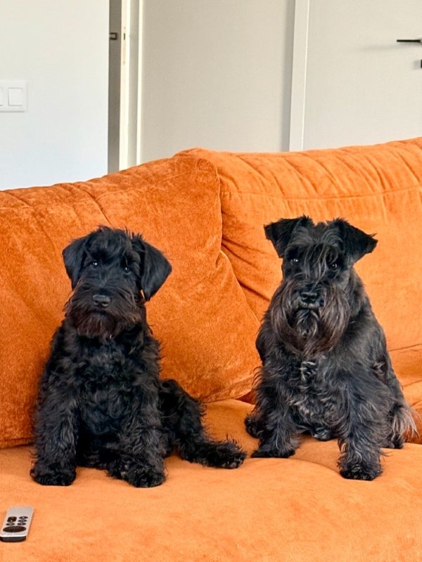 DRONO.LT family schnauzers
